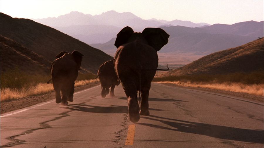 Three elephants running down a desert highway