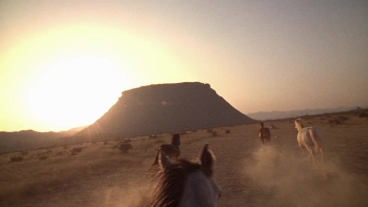 Herd running ahead toward the mesa in the low sun