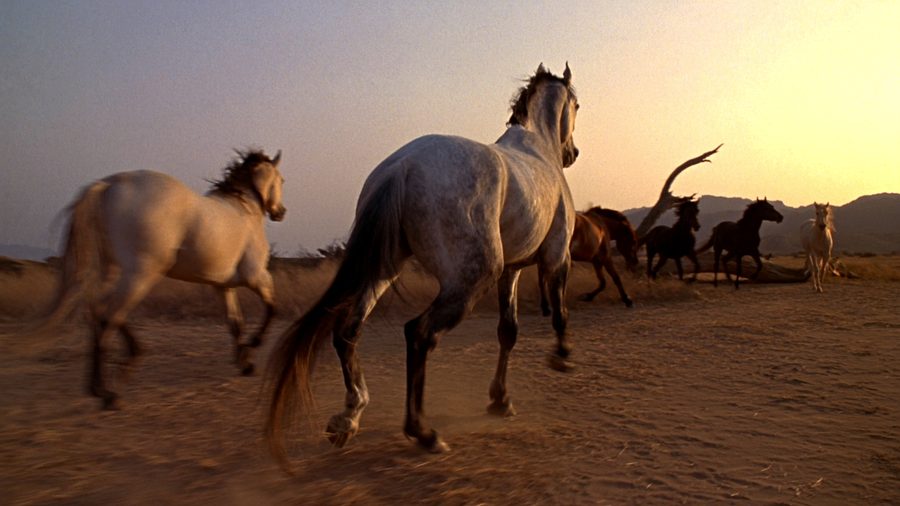 The horse reel’s visual reference: a herd crossing the desert in warm evening light